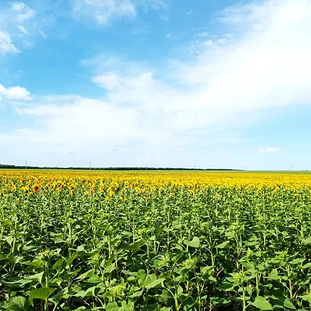 Black Sea شقة بالشيك