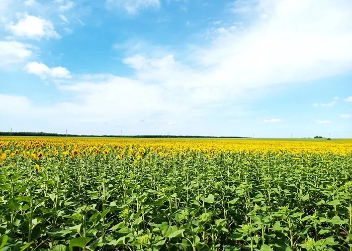 Black Sea 아파트 발치크